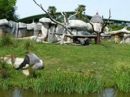 Zoo de la Palmyre Gorille