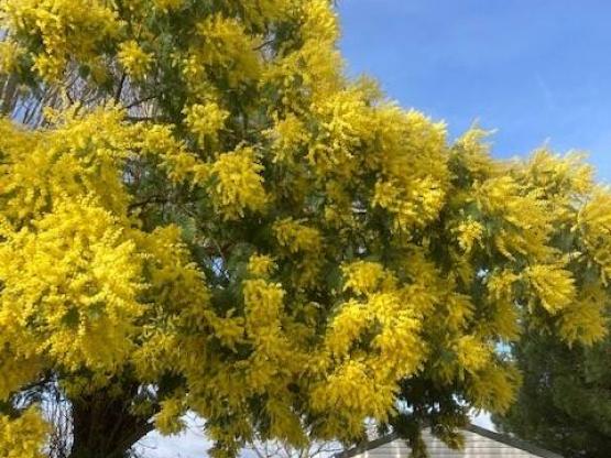 Mobil-home 2 chambres