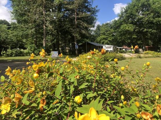 Naturstellplatz: Stellplatz für 2 Personen + 1 Fahrzeug