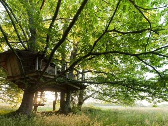 Tree house Folenn