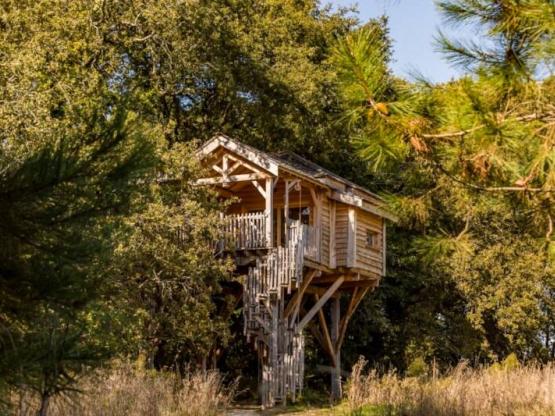 Tree house SPA Neizh