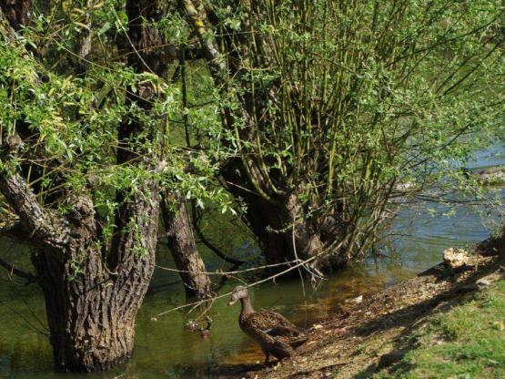 Mobil home Grand Confort 3 chambres