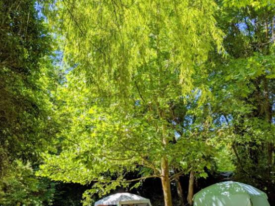 Forfait Confort (1 tente, caravane ou camping-car / 1 voiture / électricité 6A)