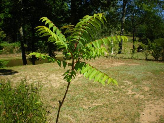 Parcela Especial excursionista andando o ciclista con tienda