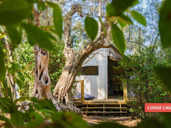 Lodge CANNELLE 21m² (2 chambres)
