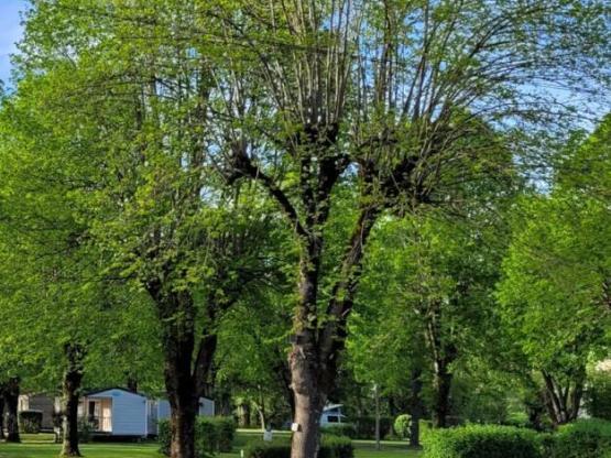 Standplaats + 1 auto + tent, caravan of camper