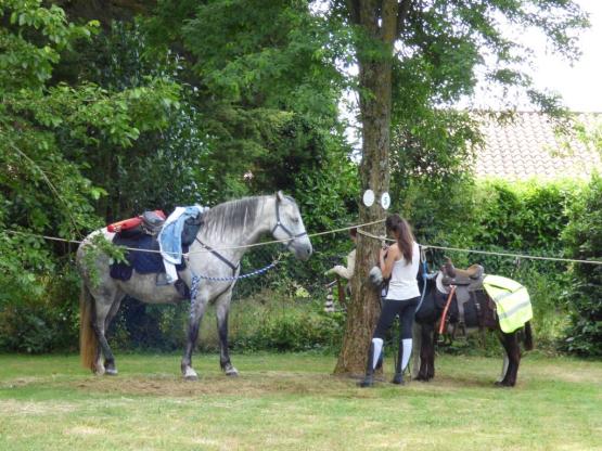 Forfait Cavalier : 1 cheval + tente + électricité 6A