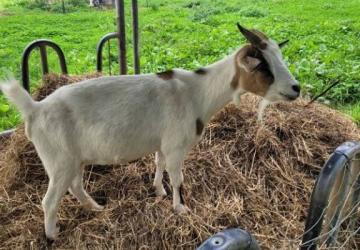 Camping des Cerisiers