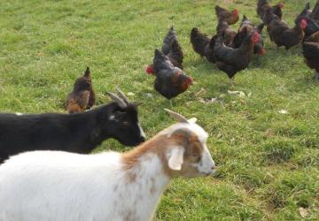 Camping La Ferme Des Saules