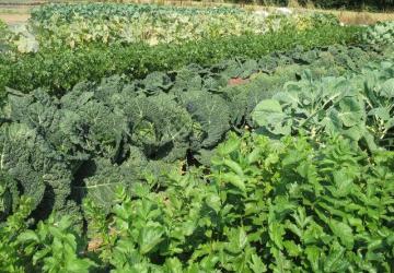 Camping La Ferme Des Saules