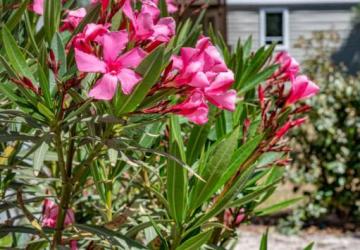 Flower Camping Le Mas de Mourgues