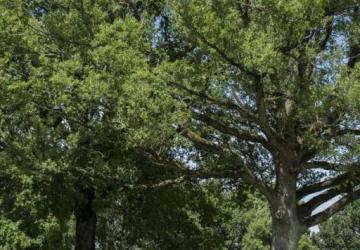 Domaine de l'Oiselière