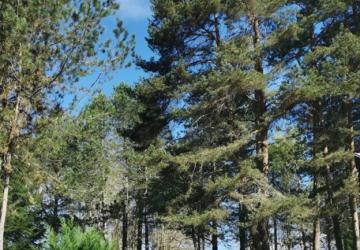Camping Les Sapins de Correze