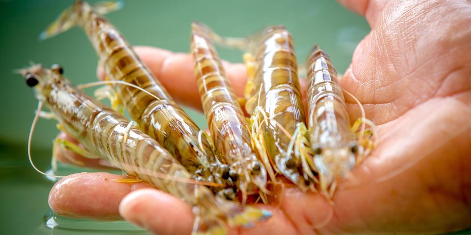 Crevettes de l'Aiguillon sur mer - Vendée